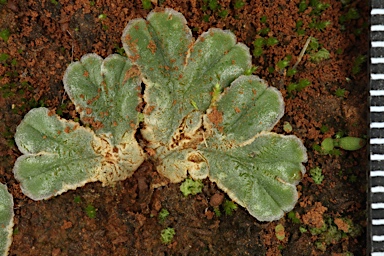 APII jpeg image of Riccia papulosa  © contact APII