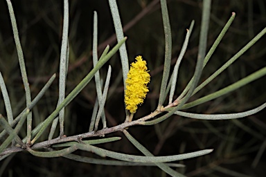 APII jpeg image of Acacia aptaneura var. tenuis  © contact APII