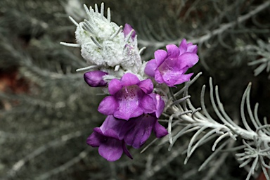 APII jpeg image of Eremophila waitii  © contact APII