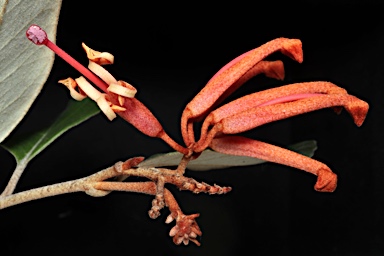 APII jpeg image of Grevillea oxyantha subsp. oxyantha  © contact APII