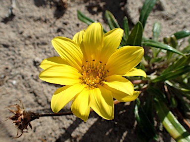 APII jpeg image of Gazania linearis  © contact APII