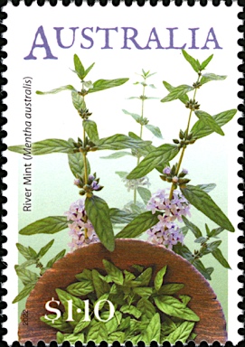 APII jpeg image of Mentha australis  © contact APII