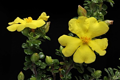 APII jpeg image of Hibbertia monogyna  © contact APII