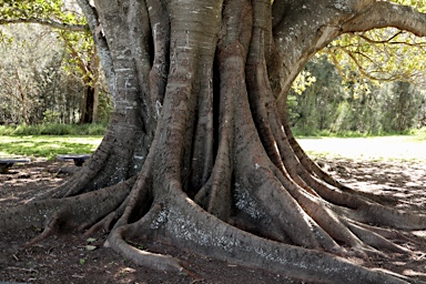 APII jpeg image of Ficus rubiginosa  © contact APII