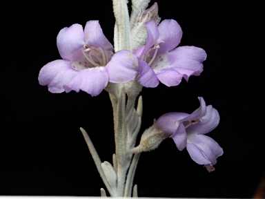 APII jpeg image of Eremophila nivea  © contact APII