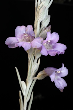 APII jpeg image of Eremophila nivea  © contact APII