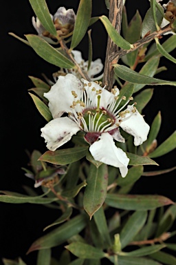 APII jpeg image of Leptospermum turbinatum  © contact APII