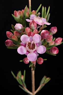 APII jpeg image of Verticordia 'Paddy's Pink'  © contact APII