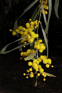 APII jpeg image of Acacia semirigida  © contact APII