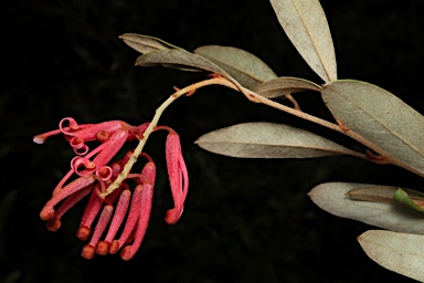 APII jpeg image of Grevillea victoriae subsp. brindabella  © contact APII