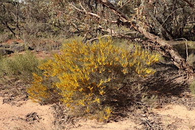 APII jpeg image of Acacia rigens  © contact APII