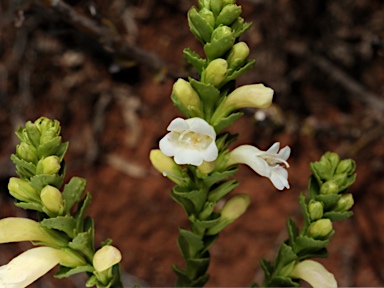 APII jpeg image of Eremophila brevifolia  © contact APII