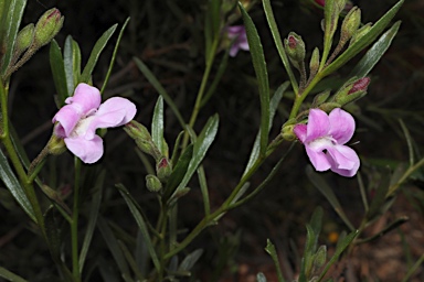 APII jpeg image of Eremophila complanata  © contact APII