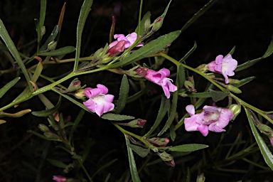 APII jpeg image of Eremophila complanata  © contact APII