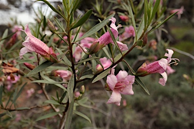 APII jpeg image of Eremophila bignoniiflora x purpurescens  © contact APII
