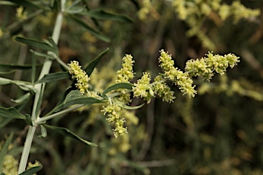 APII jpeg image of Chenopodium nitrariaceum  © contact APII