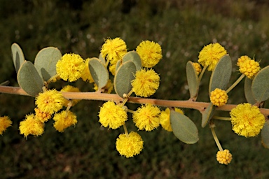 APII jpeg image of Acacia brachybotrya  © contact APII