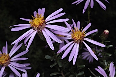 APII jpeg image of Olearia magniflora  © contact APII