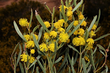 APII jpeg image of Acacia sclerophylla var. sclerophylla  © contact APII