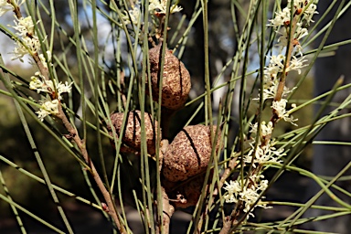 APII jpeg image of Hakea dohertyi  © contact APII