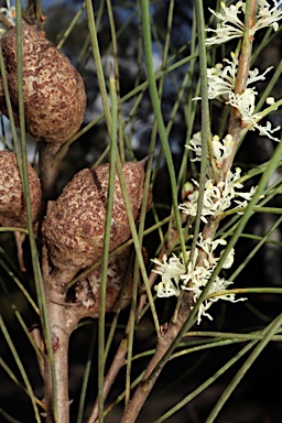 APII jpeg image of Hakea dohertyi  © contact APII