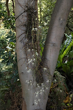 APII jpeg image of Dockrillia teretifolia  © contact APII