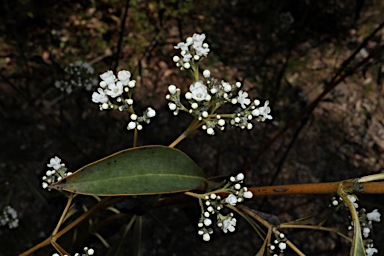 APII jpeg image of Logania saxatilis  © contact APII