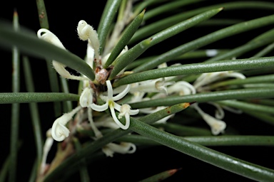 APII jpeg image of Hakea macrorrhyncha  © contact APII