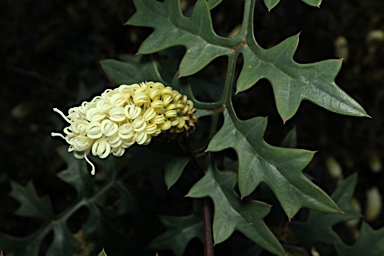 APII jpeg image of Grevillea flexuosa  © contact APII