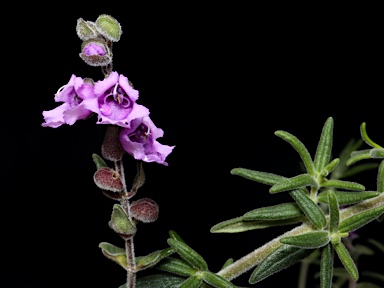 APII jpeg image of Prostanthera sp. Rowleys Creek (L.M.Copeland 4288)  © contact APII