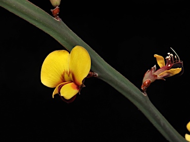 APII jpeg image of Bossiaea bombayensis  © contact APII