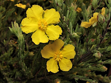 APII jpeg image of Hibbertia horricomis  © contact APII