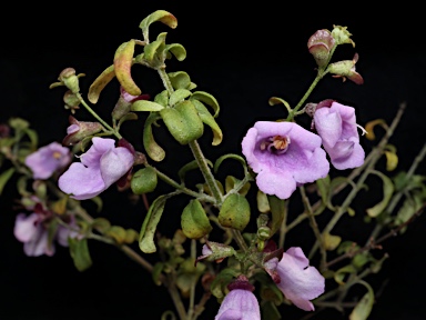 APII jpeg image of Prostanthera ovalifolia  © contact APII