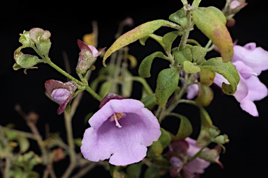 APII jpeg image of Prostanthera ovalifolia  © contact APII