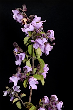 APII jpeg image of Prostanthera sp. Gibraltar Range (J.B.Williams NE25299)  © contact APII