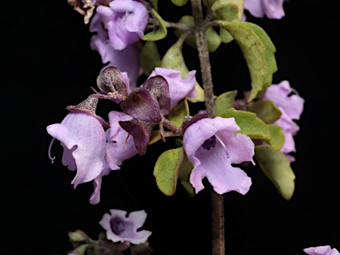 APII jpeg image of Prostanthera sp. Gibraltar Range (J.B.Williams NE25299)  © contact APII