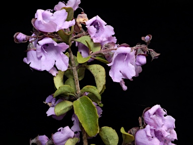 APII jpeg image of Prostanthera sp. Gibraltar Range (J.B.Williams NE25299)  © contact APII