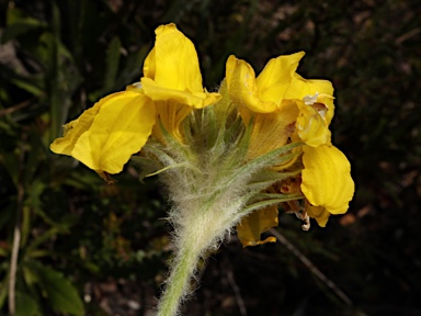 APII jpeg image of Goodenia glomerata  © contact APII