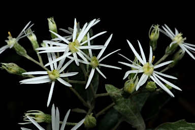 APII jpeg image of Olearia lirata  © contact APII