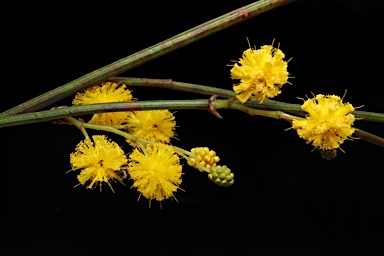 APII jpeg image of Acacia restiacea  © contact APII