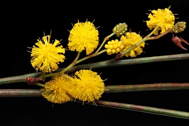 APII jpeg image of Acacia restiacea  © contact APII