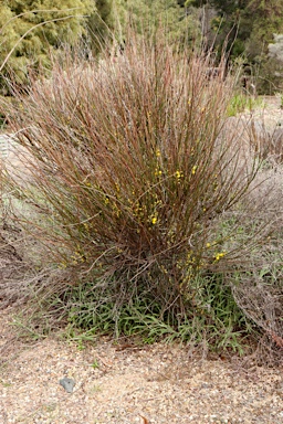 APII jpeg image of Acacia restiacea  © contact APII