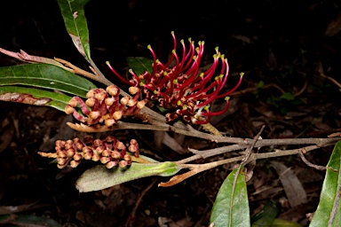 APII jpeg image of Grevillea aspleniifolia 'Hunter Beauty'  © contact APII