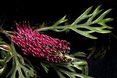 APII jpeg image of Grevillea beadleana  © contact APII