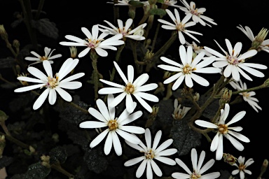 APII jpeg image of Olearia rugosa subsp. allenderae  © contact APII