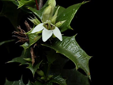 APII jpeg image of Graptophyllum reticulatum  © contact APII