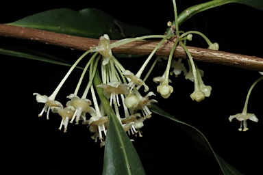 APII jpeg image of Actephila grandifolia  © contact APII