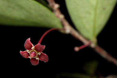 APII jpeg image of Hedraianthera porphyropetala  © contact APII