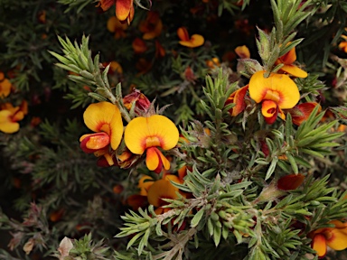 APII jpeg image of Pultenaea praetermissa MS  © contact APII