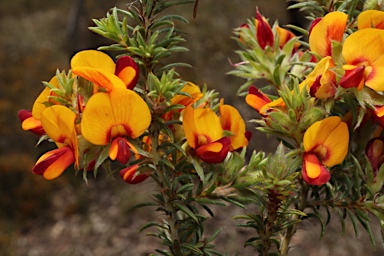 APII jpeg image of Pultenaea praetermissa MS  © contact APII